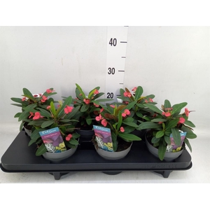 Euphorbia milii 'Maxi Olympia'