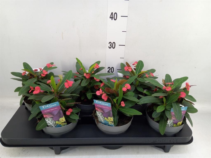 <h4>Euphorbia milii 'Maxi Olympia'</h4>