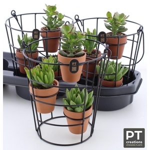 ARR SUCCULENTEN