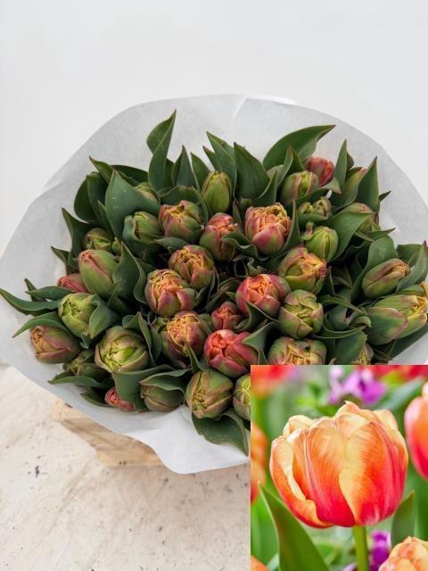 <h4>TULPEN EINFACHBL</h4>