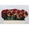 Dahlia Creme de Cognac