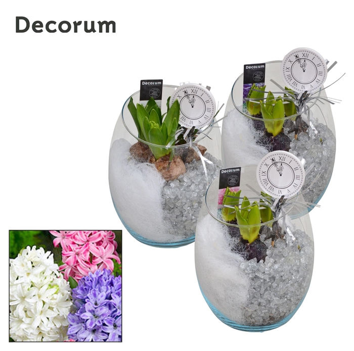 <h4>ARR HYACINTH</h4>