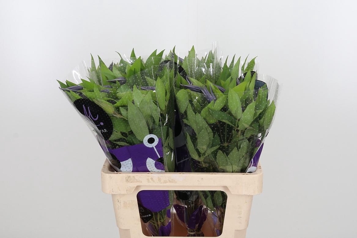 <h4>Clem Amazing Oslo</h4>