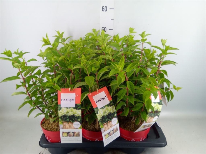 <h4>Hydrangea pan.</h4>