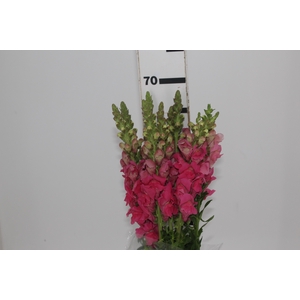 B. DE L MONACO ROSE 070 CM