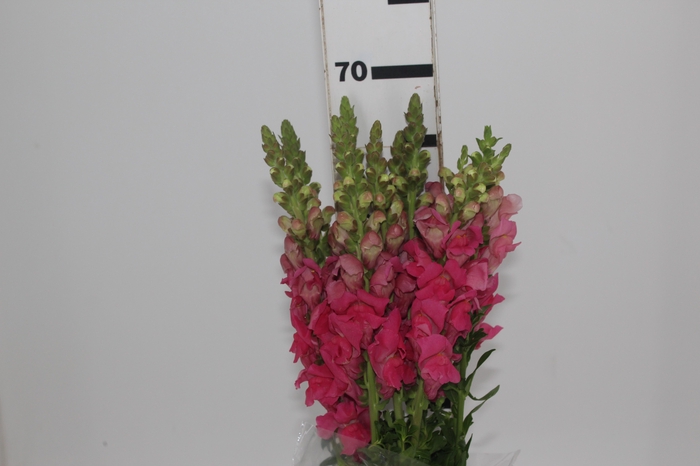 <h4>B. DE L MONACO ROSE 070 CM</h4>