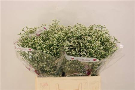 <h4>Lim Sin Clear Diamond</h4>