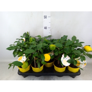 Citrus meyeri 'Meyer'