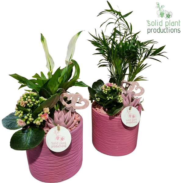 <h4>SCE001 Amy Pink Mix VM</h4>