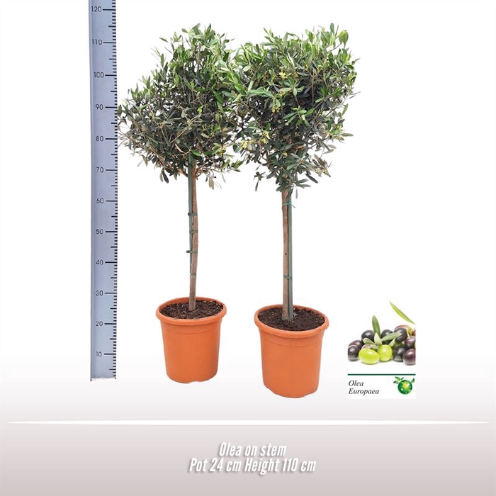 <h4>Olea op stam</h4>