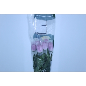 ANASTASIA LILAC 080 CM LILAS
