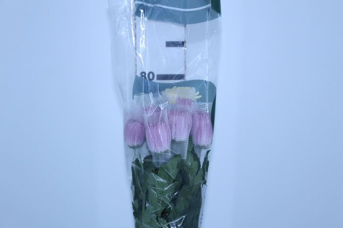ANASTASIA LILAC 080 CM LILAS
