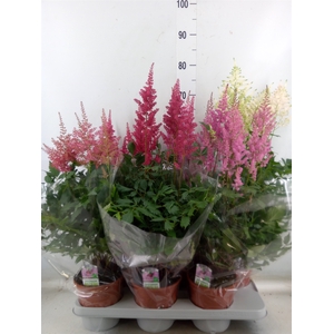 Astilbe   ...mix 4