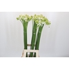 Ornithogalum Saundersiae