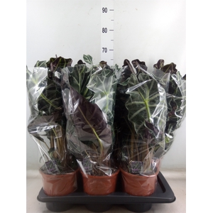 Alocasia amazonica 'Polly'