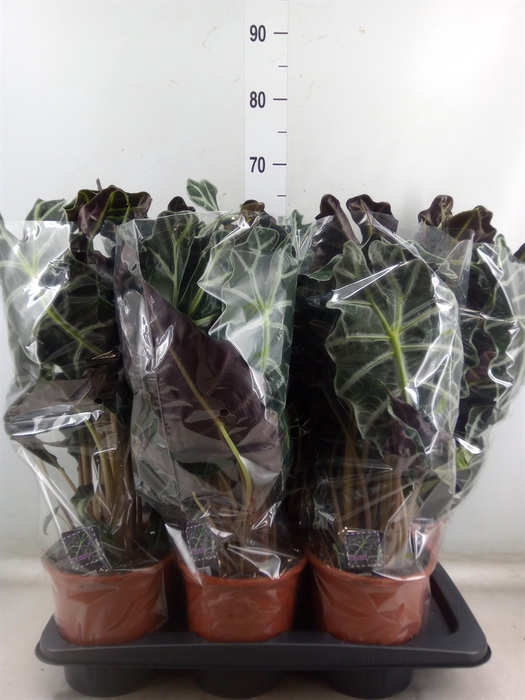 <h4>Alocasia amazonica 'Polly'</h4>