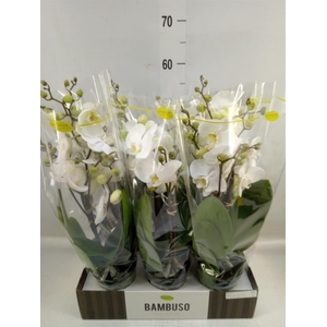 Phalaenopsis   ...white