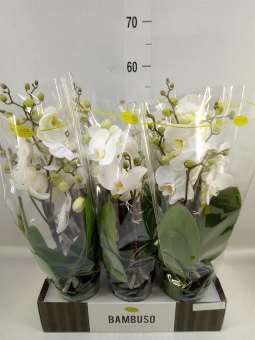 <h4>Phalaenopsis   ...white</h4>