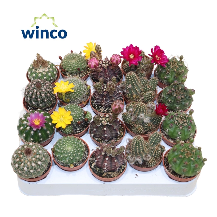 Cactus Flowering Mix (5spc.)