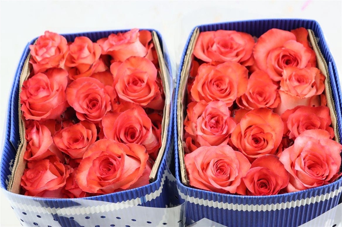 <h4>R Gr Iguana</h4>