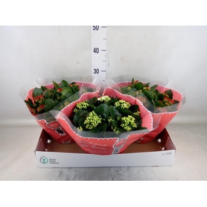 Kalanchoe blos.   ..rosebud mix  2