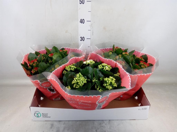 <h4>Kalanchoe blos.   ..rosebud mix  2</h4>