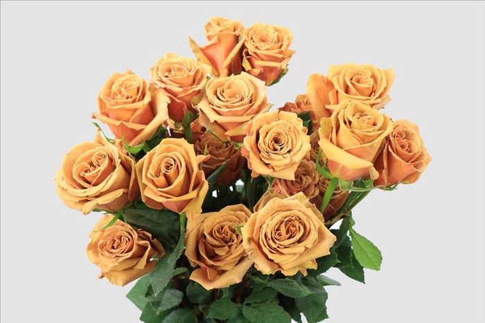 <h4>Rosa ec toffee</h4>