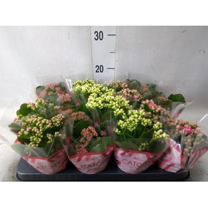 Kalanchoe blos.   ..rosebud mix  5