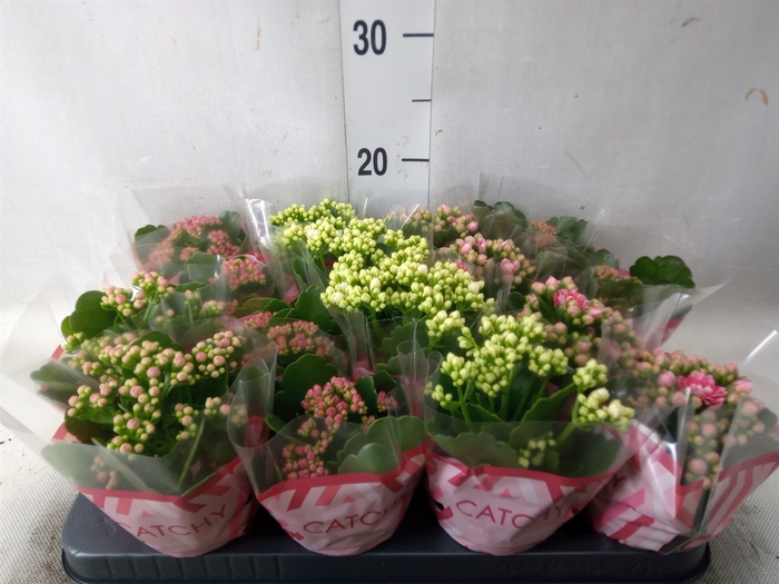 <h4>Kalanchoe blos.   ..rosebud mix  5</h4>