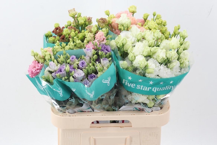 <h4>Eus G Alissa Gem Fst</h4>