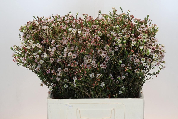 <h4>Chamelaucium Ella</h4>