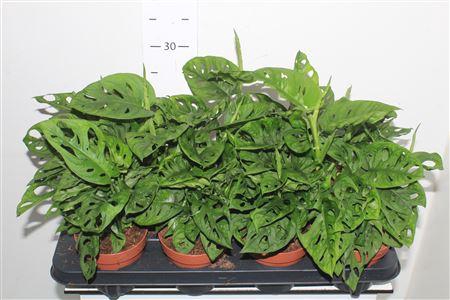 <h4>Monstera Adansonii</h4>