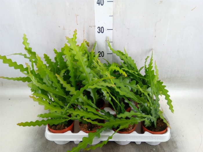 <h4>Epiphyllum anguliger</h4>