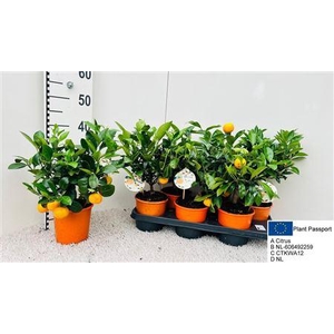 Citr Microcarpa 5-6