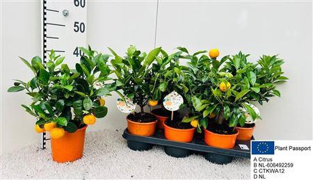 <h4>Citr Microcarpa 5-6</h4>