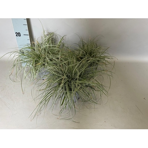 Overig 12 cm Carex Feather Everest