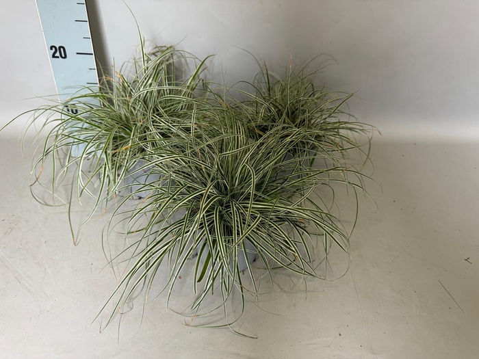 Overig 12 cm Carex Feather Everest