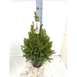 PICEA GL CONICA