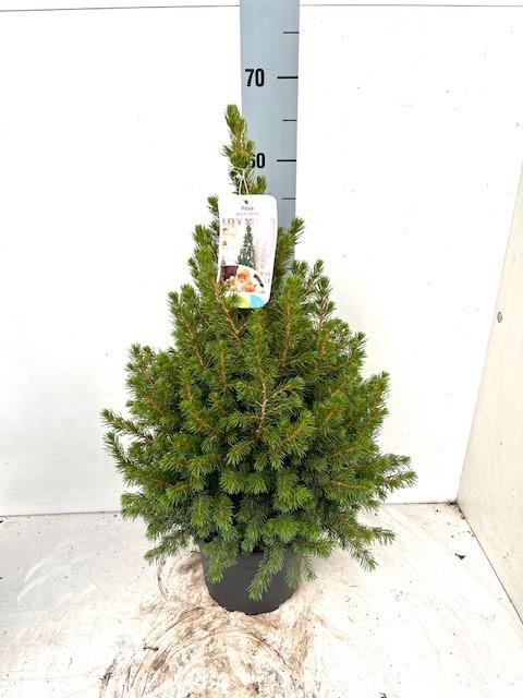 <h4>PICEA GL CONICA</h4>
