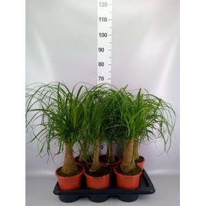 Beaucarnea recurvata