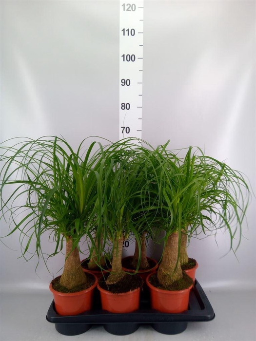 <h4>Beaucarnea recurvata</h4>