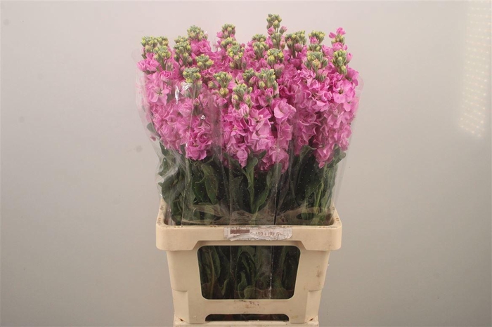 <h4>MATTH IRON PINK</h4>