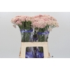 Ozothamnus Cooks Pink