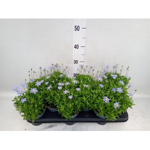 Felicia amell. 'Felicitara Blue'