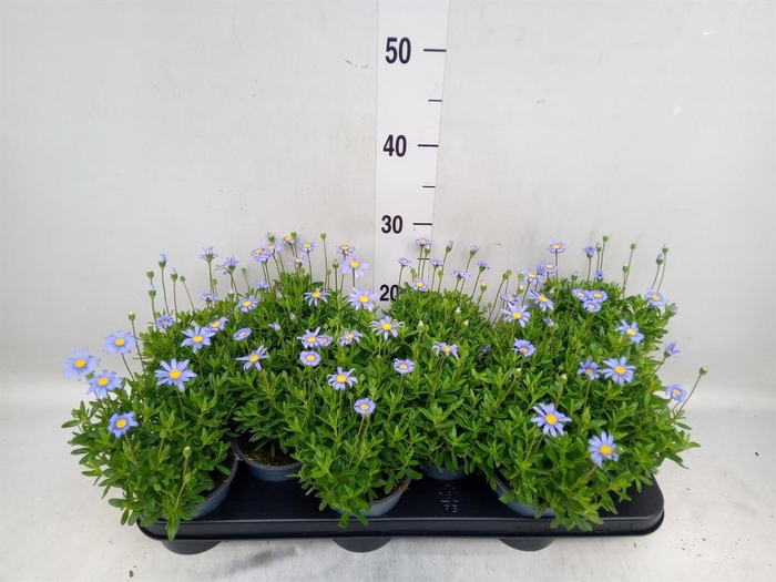 <h4>Felicia amell. 'Felicitara Blue'</h4>