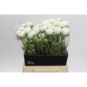Ranunculus Aazur White