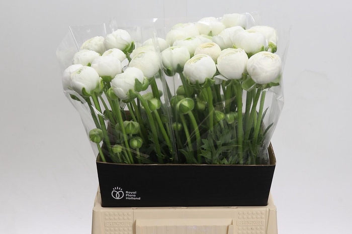 <h4>Ranunculus Aazur White</h4>