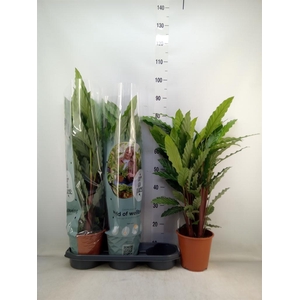 Calathea rufibarba 'Miroscha'