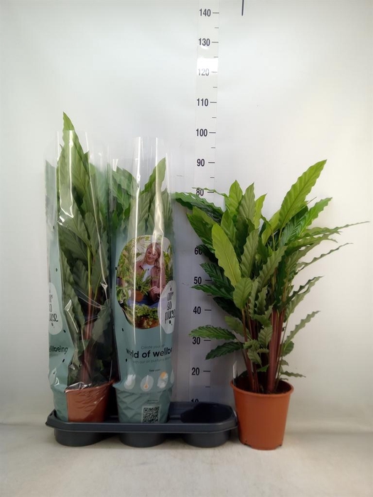 <h4>Calathea rufibarba 'Miroscha'</h4>