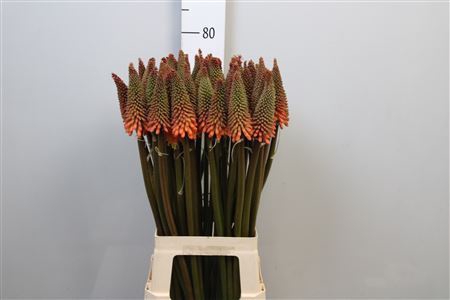 <h4>Kniphofia  'Alcazar'</h4>